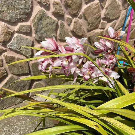 Safari Charm Σπίτι διακοπών