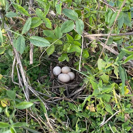Safari Charm Σπίτι διακοπών Ribeira Brava