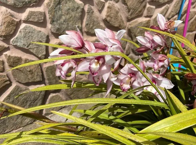 Safari Charm בית נופש