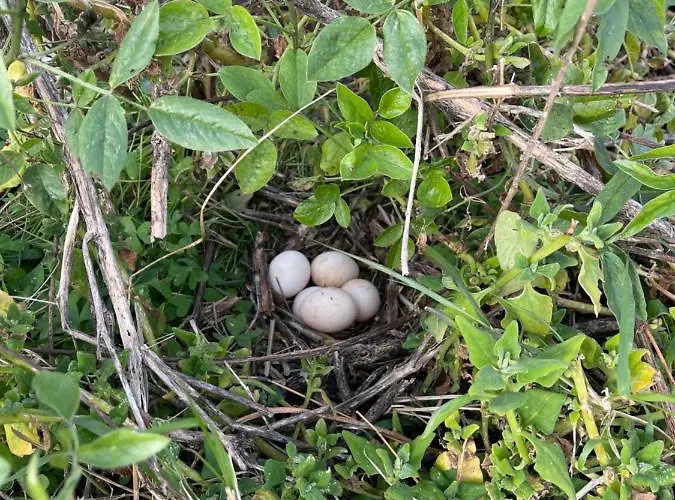 Safari Charm Vakantiehuis Ribeira Brava